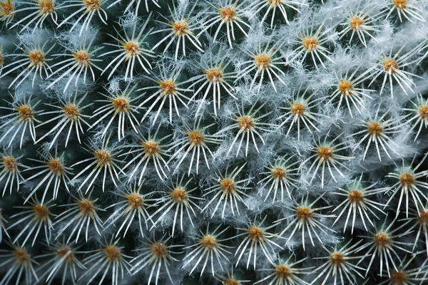植物自然世界の私たちの知覚を振る — ストック写真