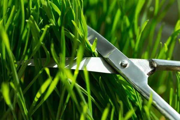 Brotes Trigo Germinados Suplemento Para Ensaladas — Foto de Stock