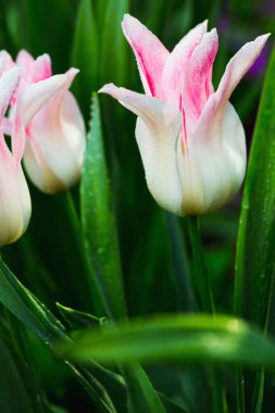 Yağmurdan sonra bahçede laleler