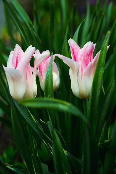 Tulipes Dans Jardin Après Pluie — Photo