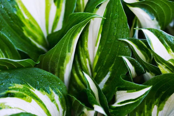 Young Hosta Garden White Stripes Leaves Stock Picture