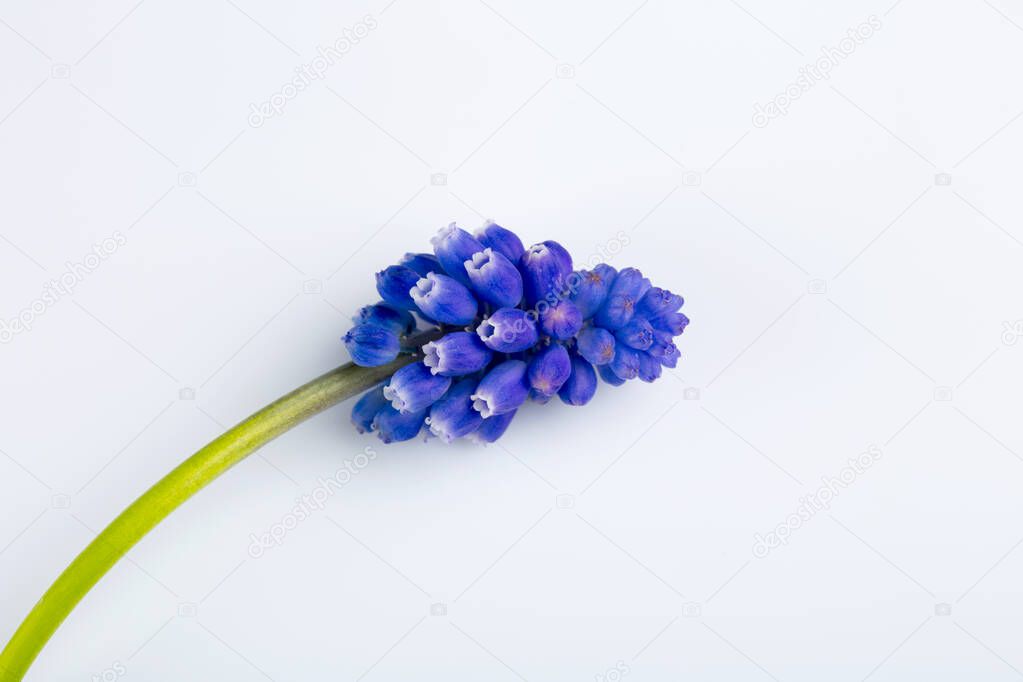 blue flowers lie on a white background