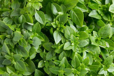 Taze fesleğen yapraklarını kaybet..