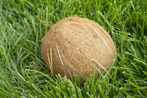 Das Foto Einer Ganzen Kokosnuss Auf Dem Grünen Gras Vegetarische — Stockfoto