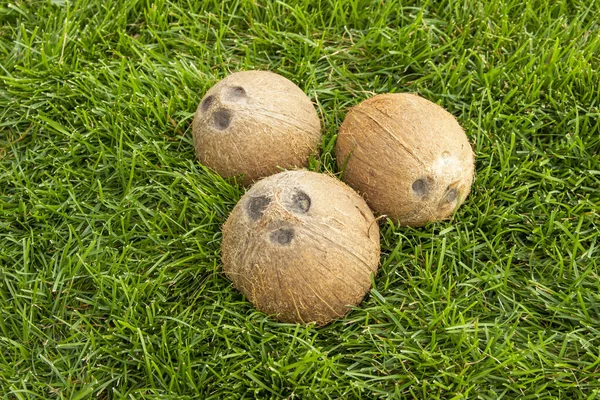 Ein Haufen Kokosnüsse Auf Dem Grünen Gras Vegetarische Und Gesunde — Stockfoto