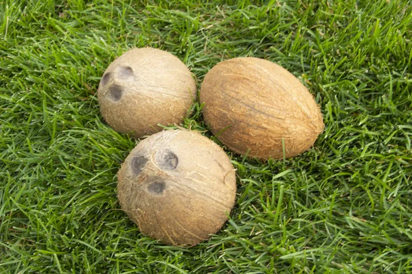 Uma Pilha Cocos Inteiros Relva Verde Comida Vegetariana Saudável Nutrição — Fotografia de Stock