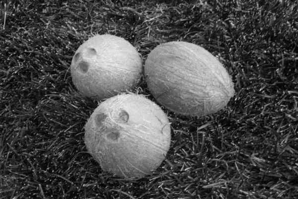 Une Photo Noir Blanc Noix Coco Entières Sur Herbe Aliments — Photo