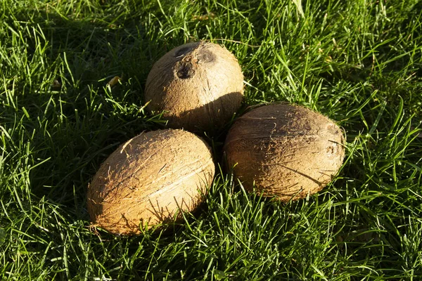 Foto Coco Entero Hierba Verde Comida Vegetariana Saludable Nutrición Dieta —  Fotos de Stock