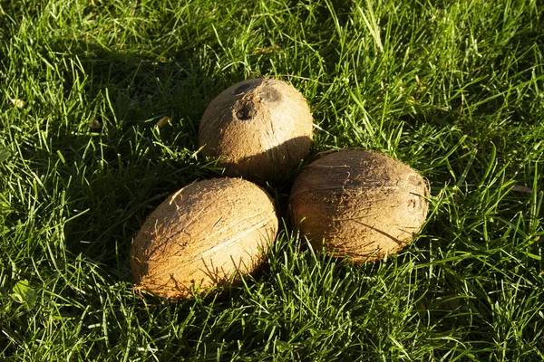 Zdjęcie Całego Kokosa Zielonej Trawie Wegetariańskie Zdrowe Jedzenie Żywienie Dieta — Zdjęcie stockowe