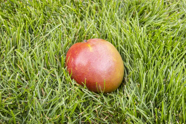 Das Nahaufnahme Foto Einer Sanften Gelben Und Roten Mango Frucht — Stockfoto