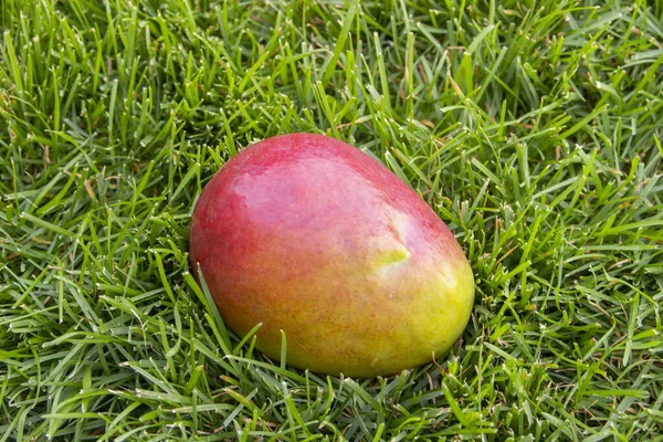 Close Photo Mellow Yellow Red Mango Fruit Green Grass Vegetarian — Stock Photo, Image