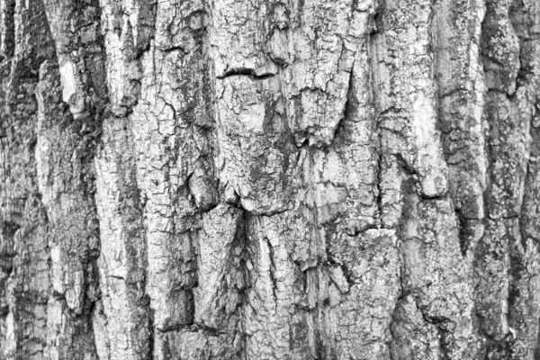 Black White Photo Close Wood Bark Background Timber Industry — Stock Photo, Image