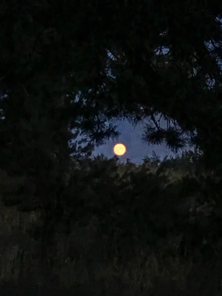 Foto Del Paesaggio Forestale Con Luna Piena Sul Cielo Blu — Foto Stock