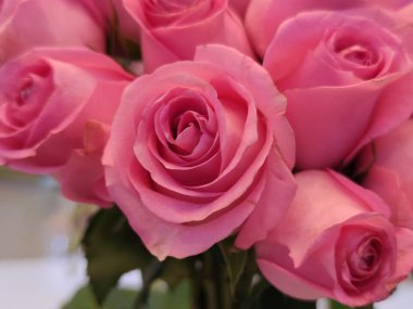 Sevgililer Günü için pembe gül arkaplanı ya da Anneler Günü ya da Kadınlar Günü kartpostalı ya da davetiye. Aroma terapisi kozmetik geçmişi. Beaty Salonu ya da parfüm kapağı.