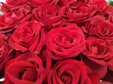 Sevgililer Günü için kırmızı güller ya da Anneler Günü ya da Kadınlar Günü kartpostalı ya da davetiye. Aroma terapisi kozmetik geçmişi. Beaty Salonu ya da parfüm kapağı.