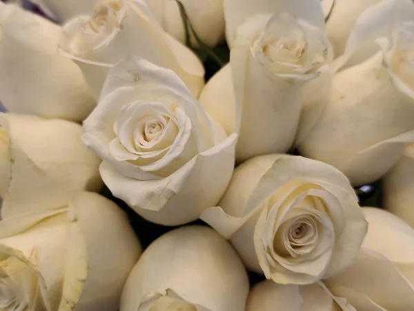 Fundo Rosas Brancas Para Dia Dos Namorados Dia Mãe Cartão — Fotografia de Stock