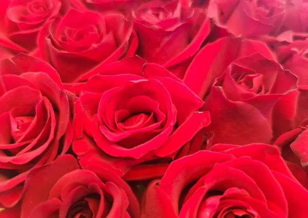 Fundo Rosas Vermelhas Para Dia Dos Namorados Dia Mãe Cartão — Fotografia de Stock