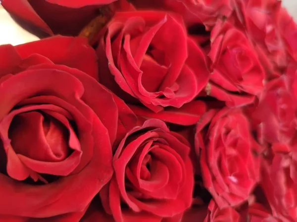 Fundo Rosas Vermelhas Para Dia Dos Namorados Dia Mãe Cartão — Fotografia de Stock