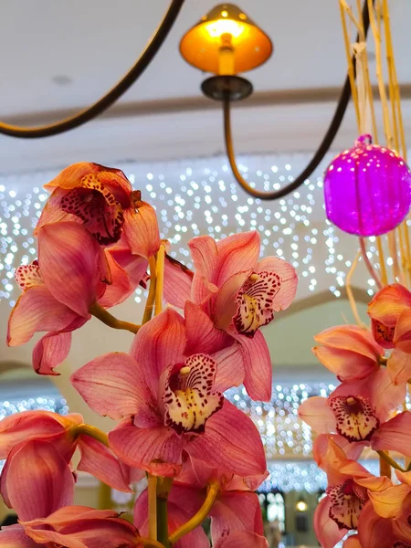 Цимбидиум Розовые Орхидеи Гирляндой Огни Заднем Плане День Святого Валентина — стоковое фото