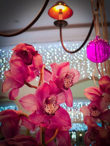 Rosa Orchideen Cymbidium Mit Girlanden Lichter Auf Dem Hintergrund Für — Stockfoto