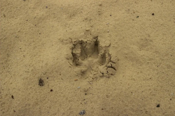 Traccia Impronta Cane Lupo Sulla Sabbia Bagnata Traccia Animale Terra — Foto Stock