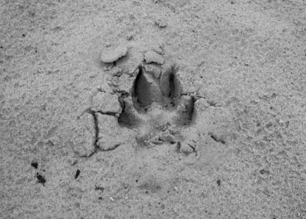 Traccia Impronta Cane Lupo Sulla Sabbia Bagnata Traccia Animale Terra — Foto Stock
