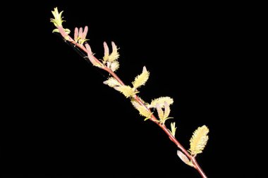 Siyah arka planda ağlayan söğüt ağacını kapatın. Kopya uzayı ile karanlık gökyüzünde daha da büyüyen