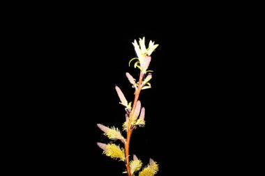 Siyah arka planda ağlayan söğüt ağacını kapatın. Kopya uzayı ile karanlık gökyüzünde daha da büyüyen