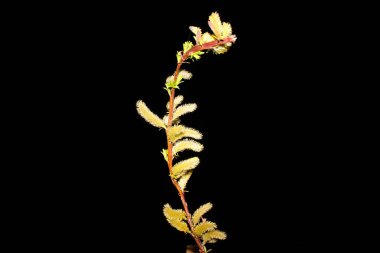 Siyah arka planda ağlayan söğüt ağacını kapatın. Kopya uzayı ile karanlık gökyüzünde daha da büyüyen