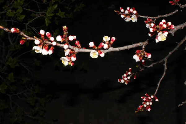 Close Kersenbloesem Zwarte Achtergrond Voorraad Afbeelding Bloeiende Japanse Sakura Knoppen — Stockfoto