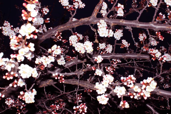 Feche Flor Cereja Fundo Preto Stock Imagem Botões Sakura Japoneses — Fotografia de Stock