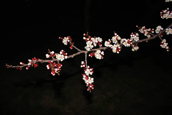 Close up cherry blossom on black background -Stock image. Blooming Japanese sakura buds on dark sky with copy space.