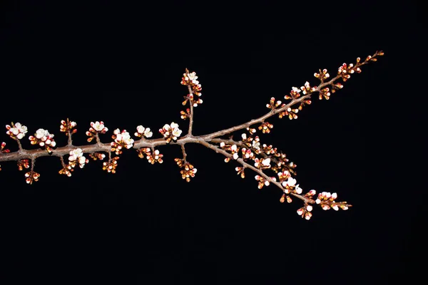 Fermer Fleur Cerisier Sur Fond Noir Image Stock Bourgeons Sakura — Photo