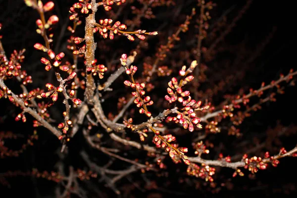 Cerrar Flor Cerezo Sobre Fondo Negro Stock Image Florecientes Cogollos — Foto de Stock