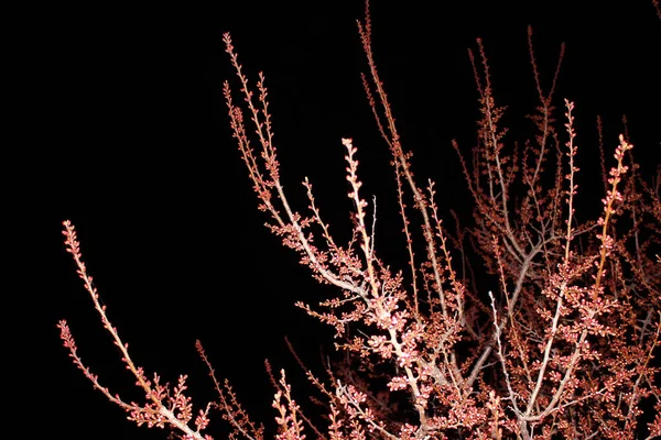 배경에 벚꽃을 가까이 모습입니다 공간으로 어두운 하늘에 사쿠라 꽃봉오리와 피운다 — 스톡 사진
