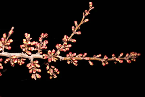 Närbild Körsbär Blomma Svart Bakgrund Lagerbild Blommande Japanska Sakura Knoppar — Stockfoto