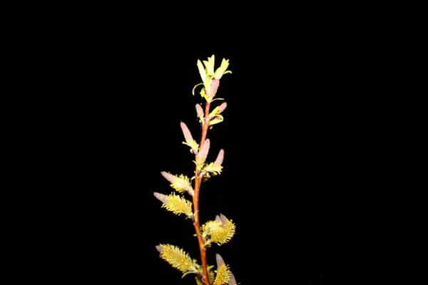 Close Weeping Willow Black Background Royalty Free Stock Photo Blooming — Stock Photo, Image