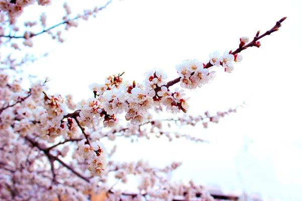 벚꽃을 화면에 가까이 하늘에 사쿠라 꽃봉오리와 피운다 — 스톡 사진