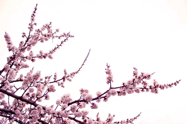 Beyaz Arka Planda Kiraz Çiçeğini Kapat Stok Görüntüsü Japon Sakura — Stok fotoğraf