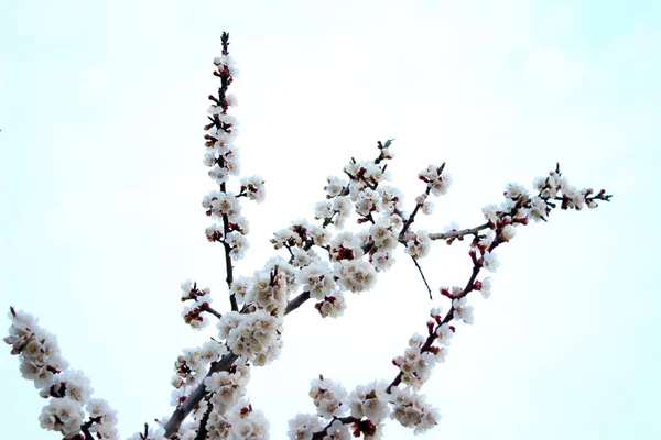 Feche Flor Cereja Fundo Branco Imagem Estoque Floração Japonês Sakura — Fotografia de Stock