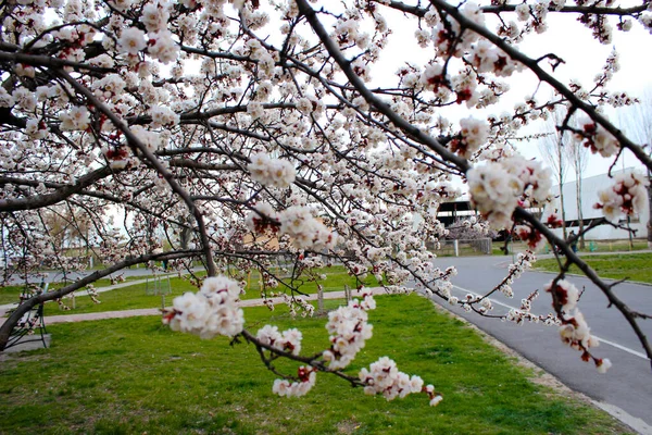 Sokakta Yeşil Çimlerle Kaplı Kiraz Çiçeğini Kapat Japon Sakura Tomurcukları — Stok fotoğraf