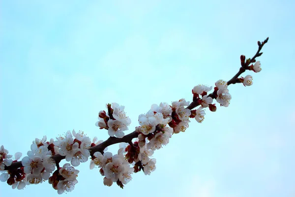 Close Kersenbloesem Blauwe Achtergrond Voorraad Afbeelding Bloeiende Japanse Sakura Knoppen — Stockfoto