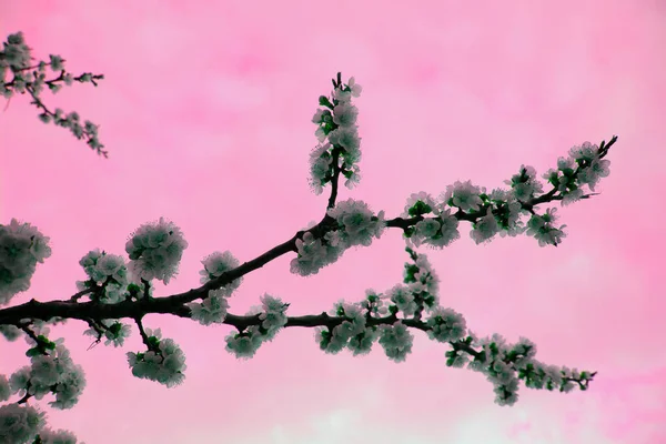벚꽃을 분홍색 화면에 가까이 하늘에 사쿠라 꽃봉오리와 피운다 — 스톡 사진