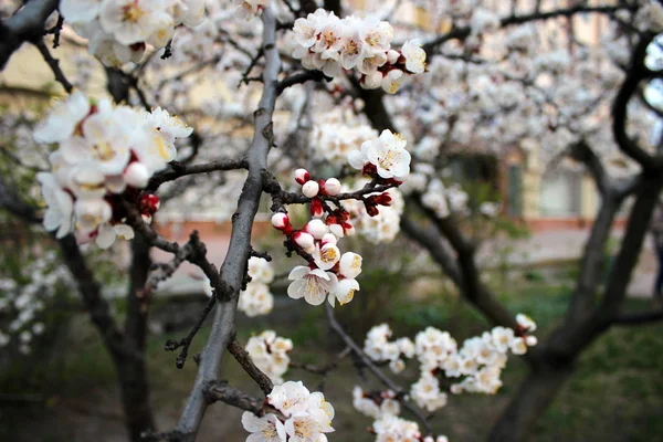 Närbild Körsbärsblomma Trädgården Med Grönt Gräs Lagerbild Blommande Japanska Sakura — Stockfoto