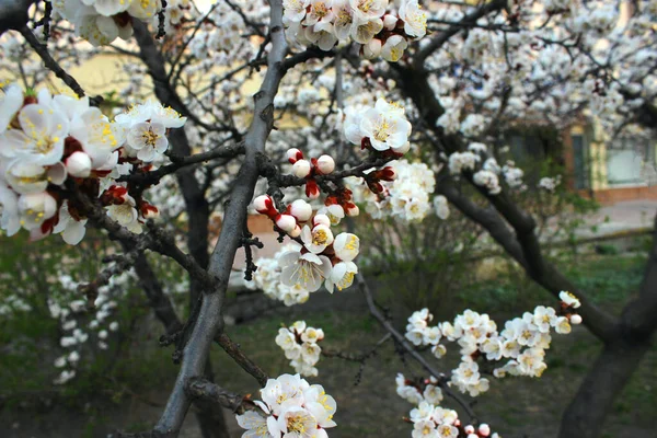 緑の芝生の庭で桜を閉じる ストック画像 日本の桜の蕾と花を光の空にコピースペースで咲かせます — ストック写真