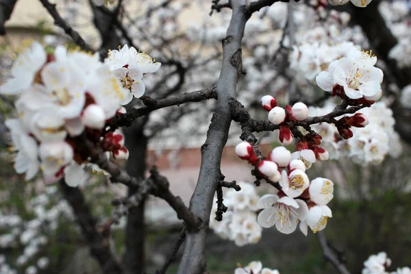 緑の芝生の庭で桜を閉じる ストック画像 日本の桜の蕾と花を光の空にコピースペースで咲かせます — ストック写真