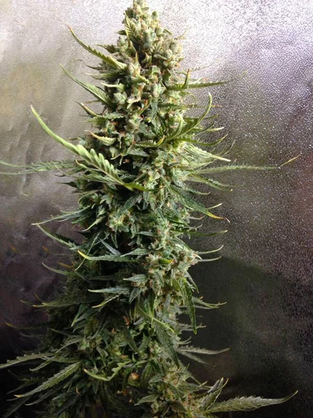 Growing Cannabis Leaves Home Product Marijuana Hemp Background — Stock Photo, Image
