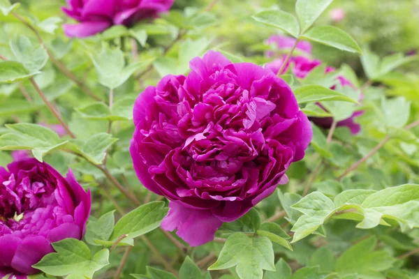 Chinese Peony Blossoms Baixiang Spring — Stock Photo, Image