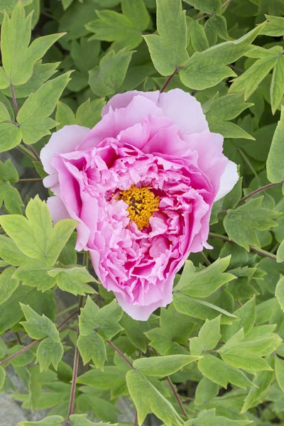 Chinese Peony Blossoms Baixiang Spring — Stock Photo, Image