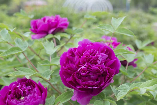 春に柏郷で中国の牡丹の花 ロイヤリティフリーのストック写真